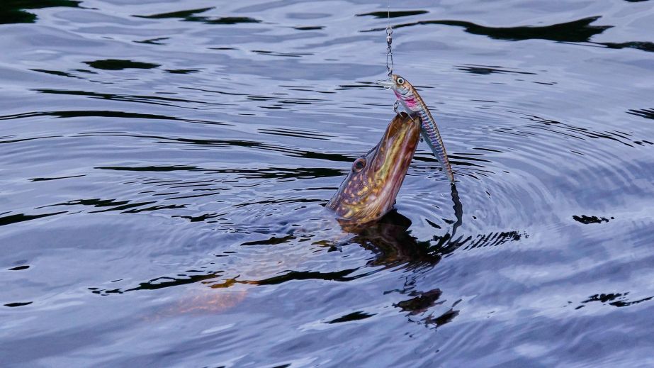 Рыбакам Днепропетровщины запретят ловить щуку