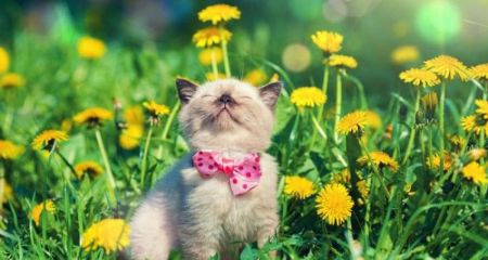 Облачно  и небольшой дождь: погода в Днепре и области 11 апреля