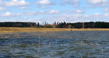 В речке Волчья на Днепропетровщине грязная вода, а рыба ищет воздух (ВИДЕО)
