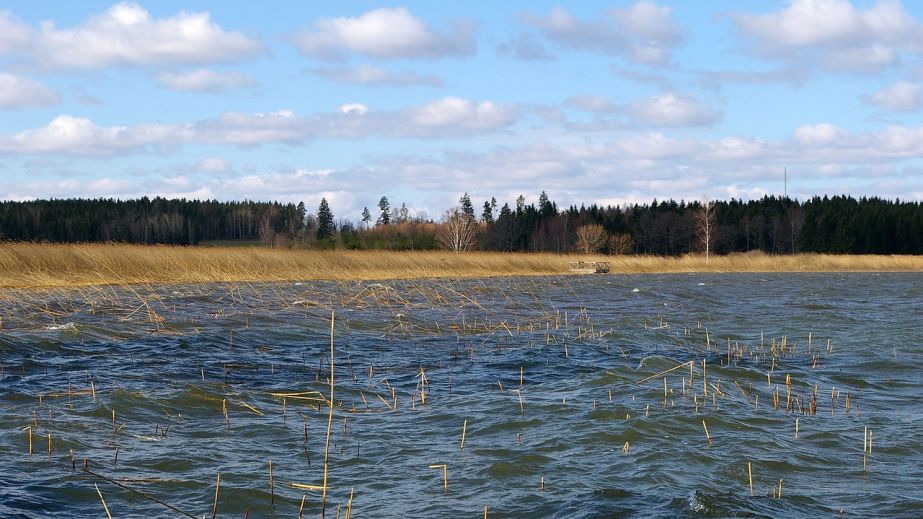 В речке Волчья на Днепропетровщине грязная вода, а рыба ищет воздух (ВИДЕО)