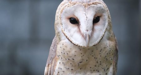 Рідкісного червонокнижного птаха виявили мертвим на Дніпропетровщині (ФОТО)