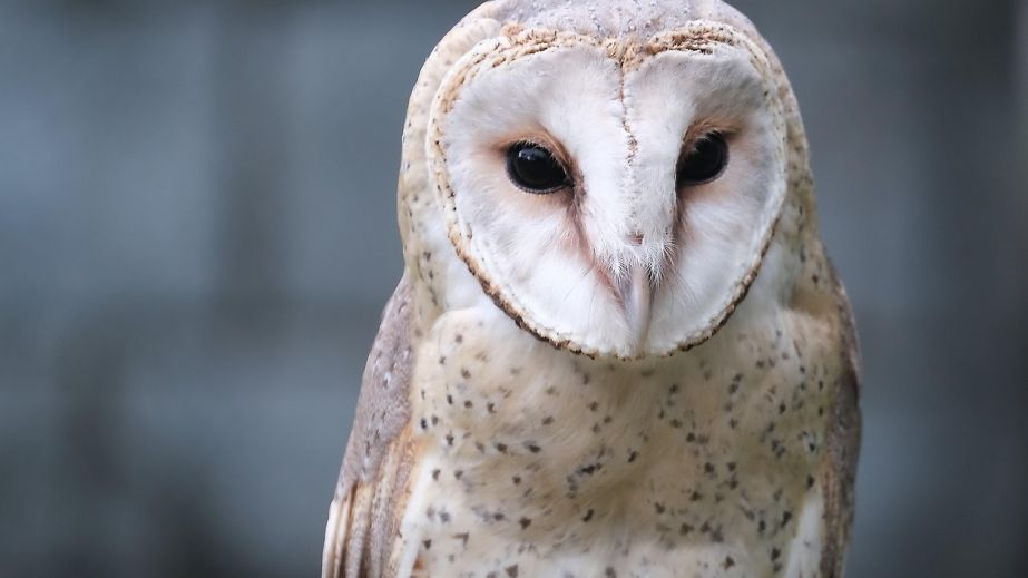 Рідкісного червонокнижного птаха виявили мертвим на Дніпропетровщині (ФОТО)