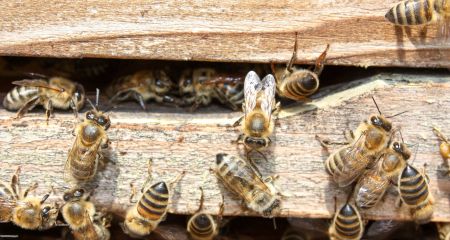 В Днепре пчелы осваивают для создания улья одну из многоэтажек (ВИДЕО)