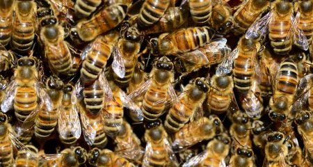 В Днепре с многоэтажки сняли рой пчел (ВИДЕО)