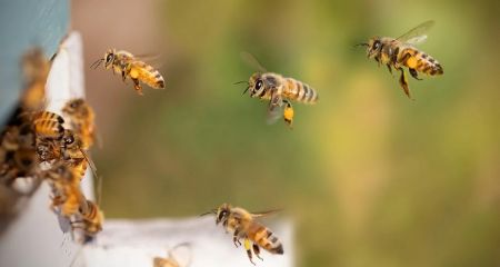 В нескольких районах Днепра увидели "нашествие" пчел (ВИДЕО)