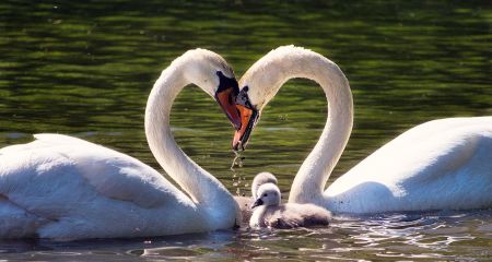 У Кривому Розі помітили цілу родину лебедів на водоймі (ФОТО)