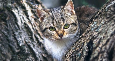У Дніпрі врятували кота, який три дні просидів на дереві (ФОТО)