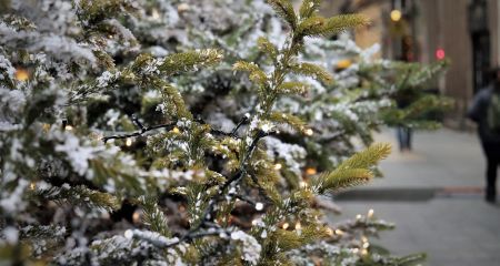 У Кривому Розі невідомі позрізали верхівки у ялинок (ФОТО, ВІДЕО)