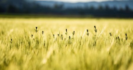 Якою буде погода у Дніпрі та області 1 червня