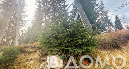 За день до Нового року у Дніпрі невідомі хулігани спиляли ялинку (ФОТО)