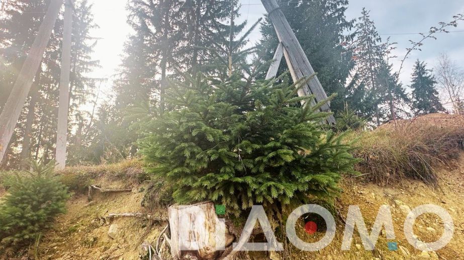 За день до Нового года в Днепре неизвестные хулиганы спилили елку (ФОТО)