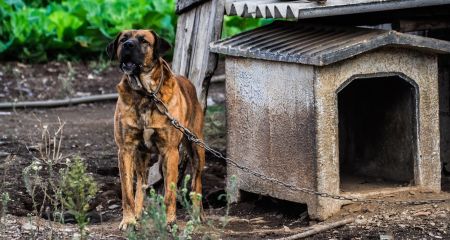 В Кривом Роге какие-то изверги подожгли собачьи будки (ФОТО)