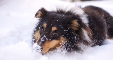 Скандал в Днепре: в супермаркете охрана выгнала на мороз собаку, несмотря на просьбы посетителей (ВИДЕО)
