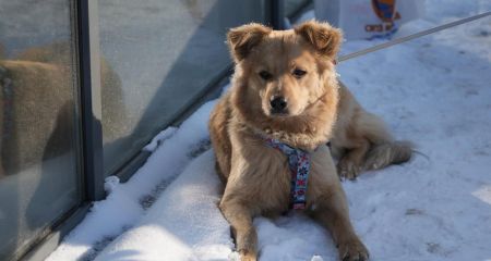 Собака, которую выгнали из АТБ в мороз, забрали на передержку: ему ищут семью