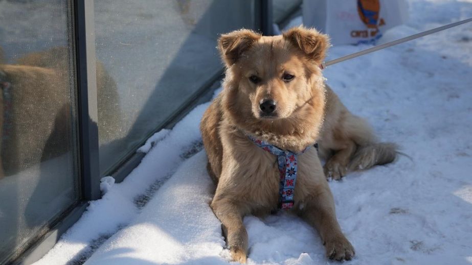 Пса, якого вигнали з АТБ у мороз, забрали на перетримку: йому шукають родину