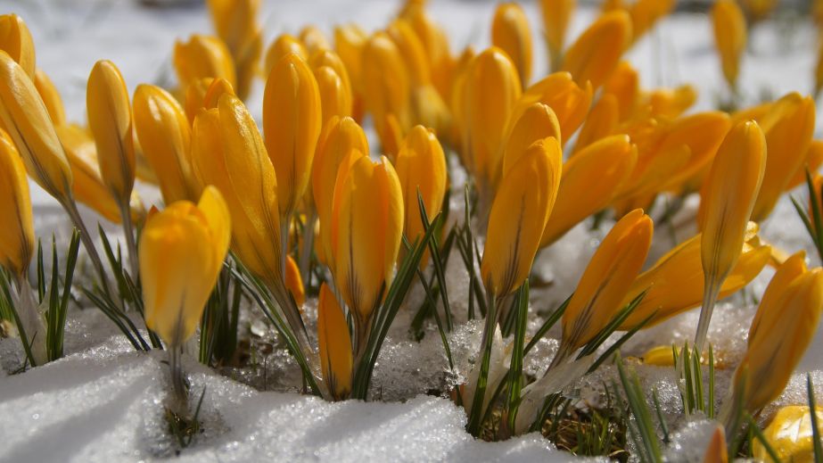 Нарешті весна: якою буде погода у Дніпрі та області 1 березня