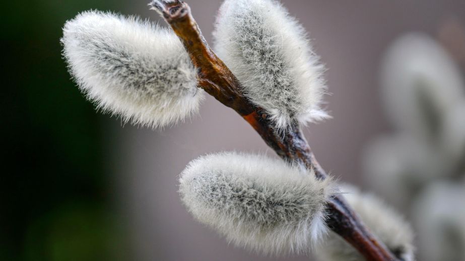 Тепло та сонячно: якою буде погода у Дніпрі та області 11 березня