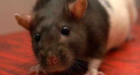 Крысу в банке оставили на холоде в одном из подъездов Днепра (ФОТО)