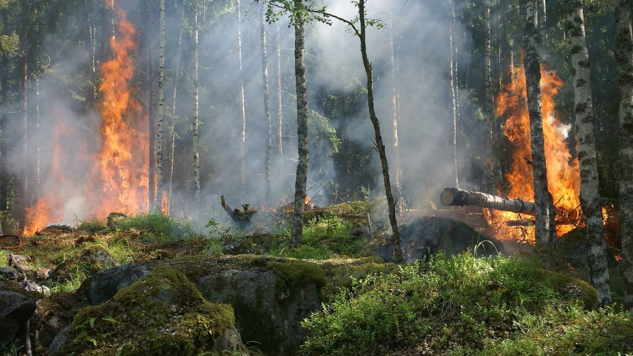 В Днепровском районе горит Обуховский лес (ВИДЕО)