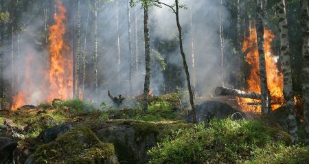 Масштабный пожар: на Днепропетровщине горит лес и поле (ВИДЕО)