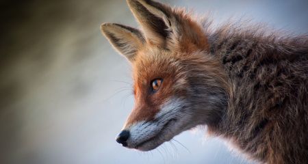 В спальном районе Днепра заметили лису с добычей в зубах (ВИДЕО)