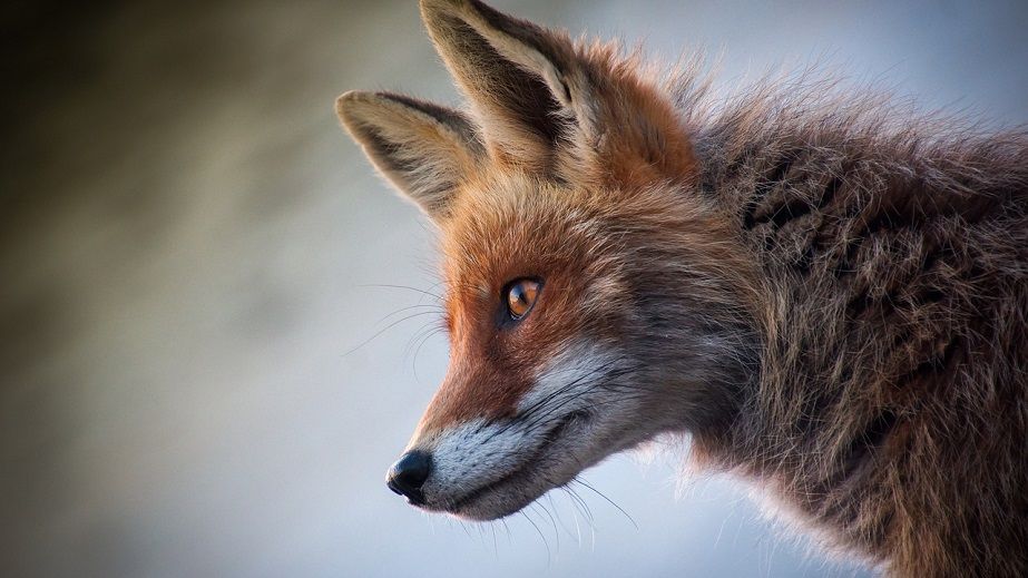 В спальном районе Днепра заметили лису с добычей в зубах (ВИДЕО)