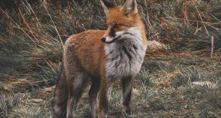 Вулицями Кривого Рогу розгулює лисиця з підозрою на сказ (ВІДЕО)