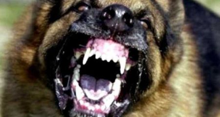 Бузок проти зубів: у Кривому Розі агресивна зграя собак напала на жінку біля школи (ФОТО)