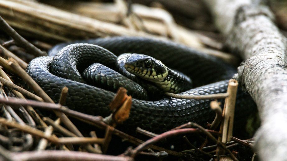 У Дніпрі влаштували зміїну фотосесію (ФОТО)