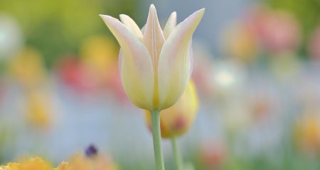 Заморозки та вітер: якою буде погода у Дніпрі та області 28 квітня