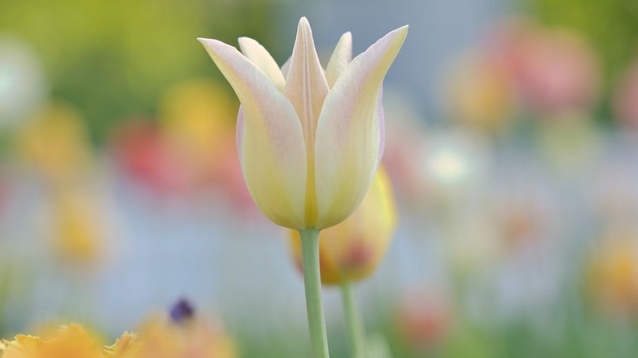 Заморозки та вітер: якою буде погода у Дніпрі та області 28 квітня