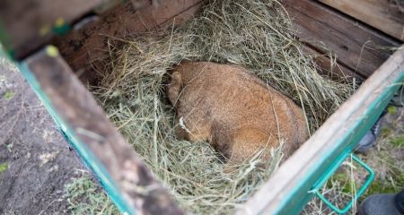 День бабака-2026: Ти...