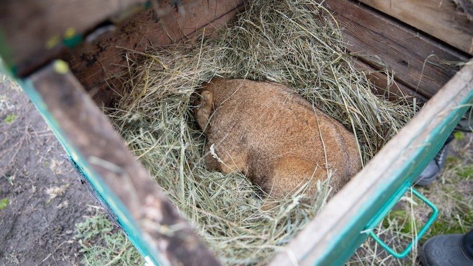 День бабака-2026: Тимко з Харківщини зробив прогноз на весну