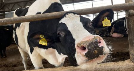 Эвакуированные из Бахмута коровы на Днепропетровщине дают до 66 литров молока в сутки