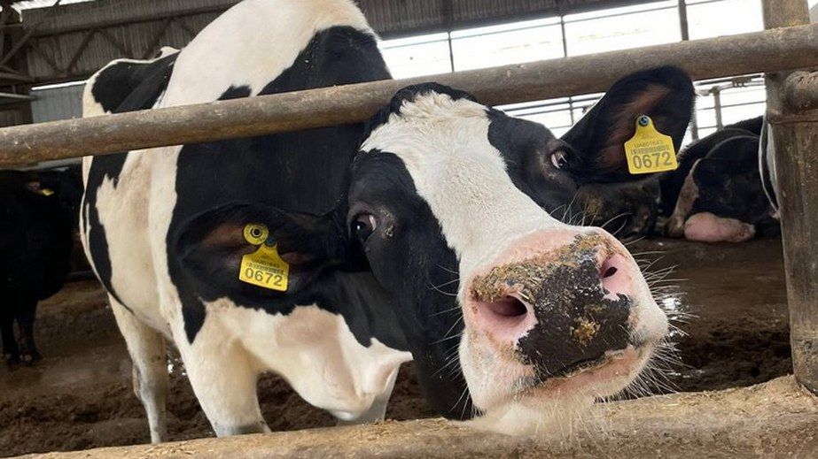 Евакуйовані з Бахмута корови на Дніпропетровщині дають до 66 літрів молока на добу