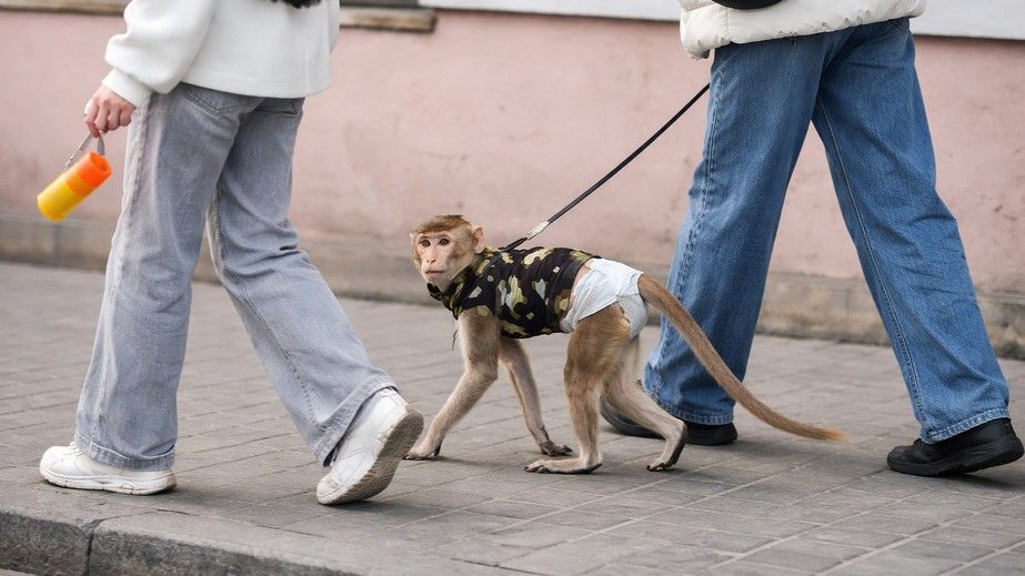 У Дніпрі помітили мавпу на повідку посеред вулиці (ВІДЕО)
