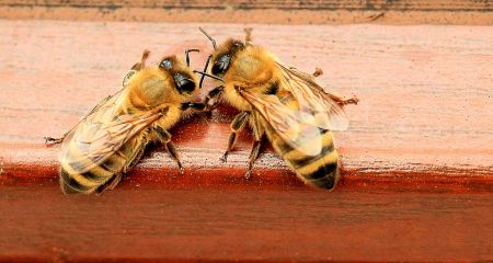 Пчелы Днепра обустроили уютный дом в бетонном столбе (ВИДЕО)