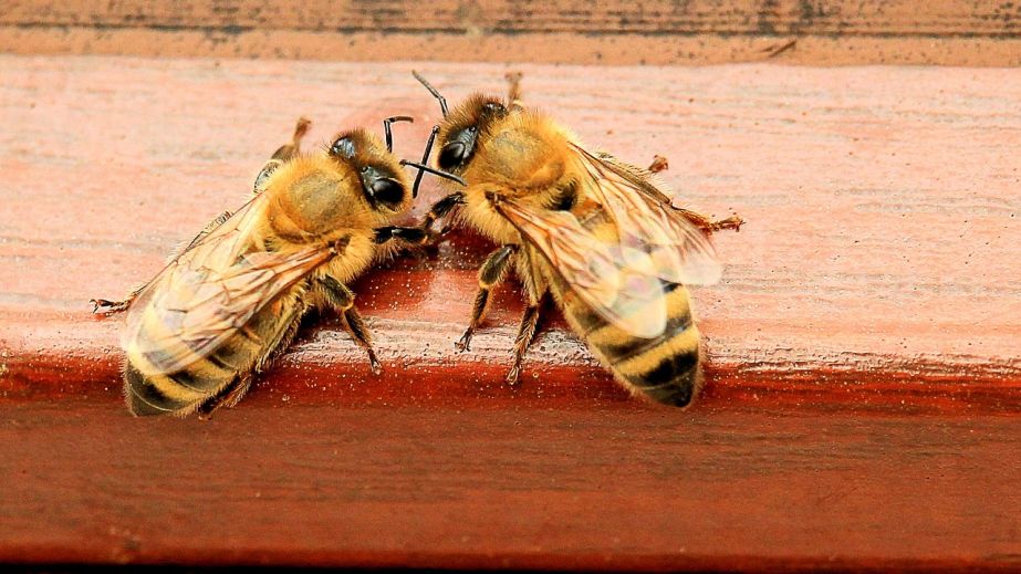 Пчелы Днепра обустроили уютный дом в бетонном столбе (ВИДЕО)