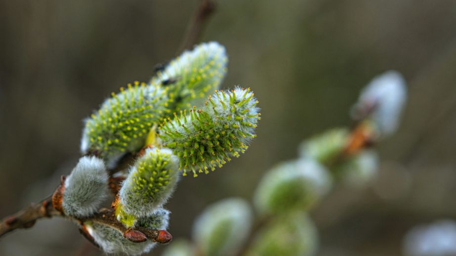 Хмарно і тепло: якою буде погода у Дніпрі та області 20 березня