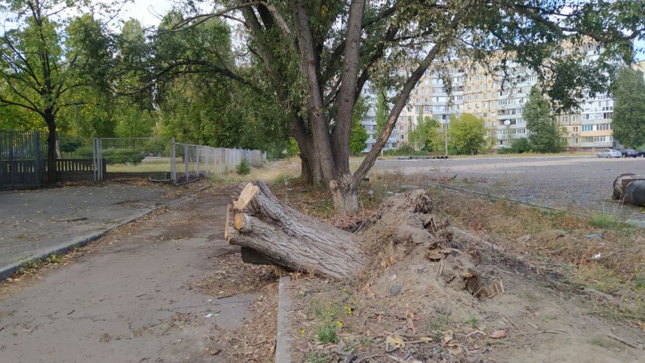 Вандалы подожгли дерево возле школы в Днепре