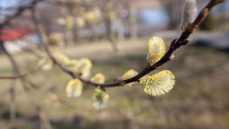 Туман вранці і тепло вдень: якою буде погода у Дніпрі та області 2 квітня