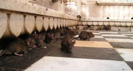 Крысиная многоэтажка: в Днепре жители высотки страдают от нашествия крыс (ВИДЕО)