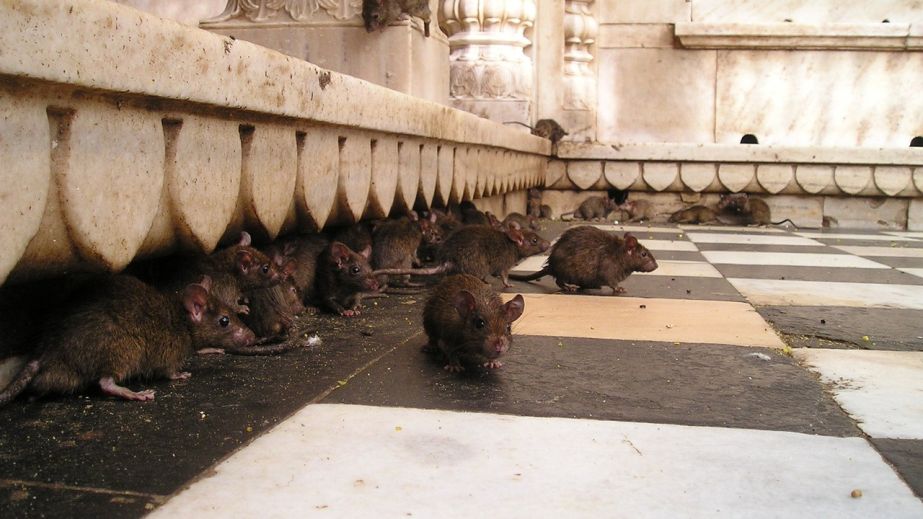 Крысиная многоэтажка: в Днепре жители высотки страдают от нашествия крыс (ВИДЕО)