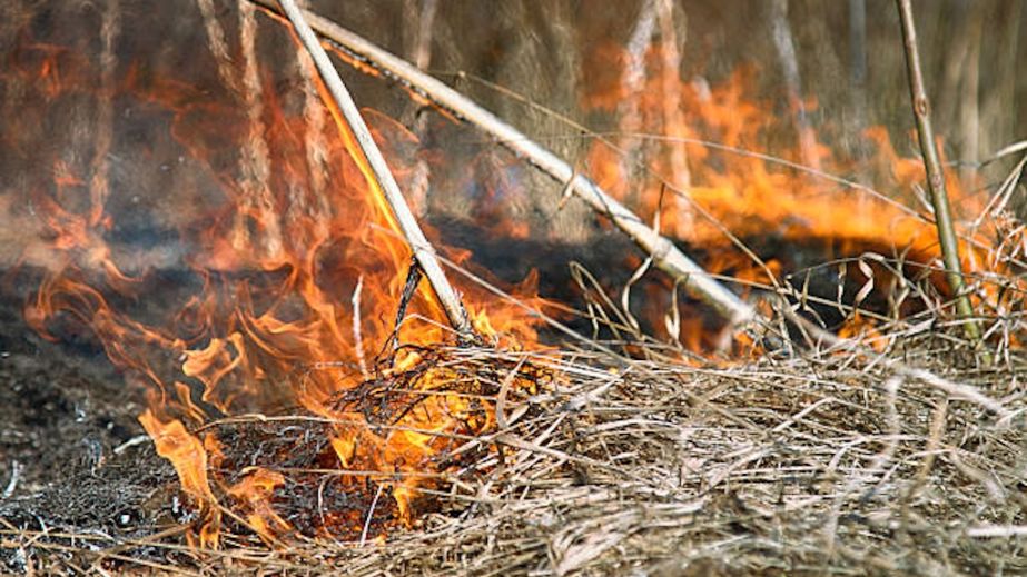 Полумʼя підбирається до гаражів: у Кривому Розі хулігани підпалили очерет (ВІДЕО)