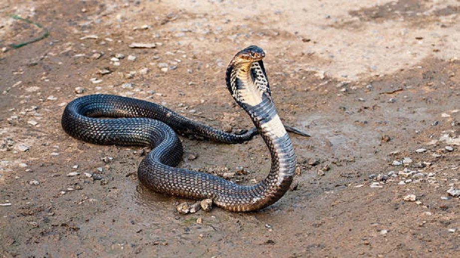 Как жители Днепра переводили змею через дорогу (ВИДЕО)