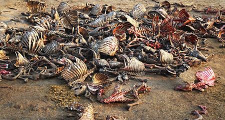 Экологический ужас в Кривом Роге: в складском помещении обнаружили тайный скотомогильник (ФОТО)