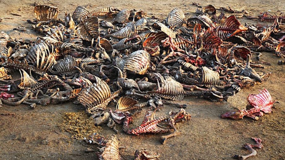 Екологічний жах у Кривому Розі: у складському приміщенні виявили таємний скотомогильник (ФОТО)