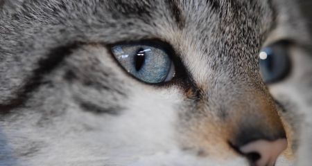 Жестокость в Днепре: мужчина в военной форме убил кота и выбросил с 8-го этажа (ФОТО)