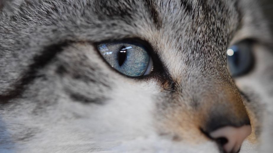 Жорстокість у Дніпрі: чоловік у військовій формі вбив кота та викинув з 8-го поверху (ФОТО)