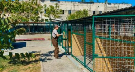 Грызли будки и рыли пол: как в Павлограде "подрехтовали" вольеры в приюте для животных (ВИДЕО)